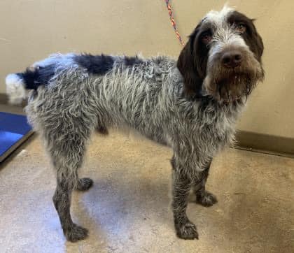 wirehaired dogs for adoption