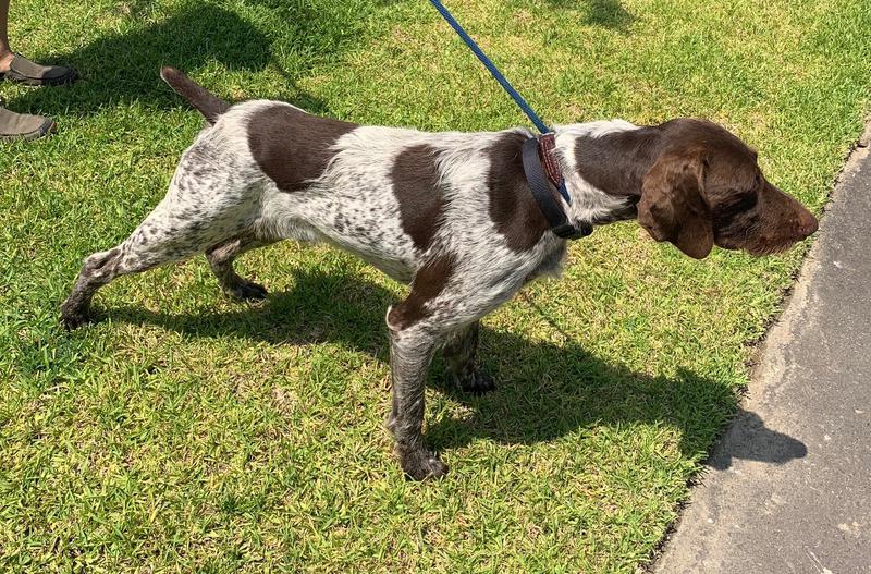 German wirehaired shop pointer rescue midwest